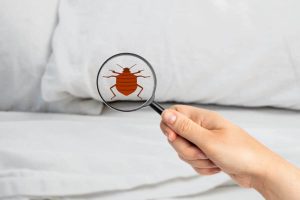 Bed Bug Exterminator – An Introduction