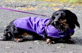 Individual Guide On Dog Rain Coats